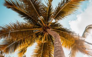 Preview wallpaper palm, tree, leaves, sky