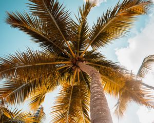 Preview wallpaper palm, tree, leaves, sky