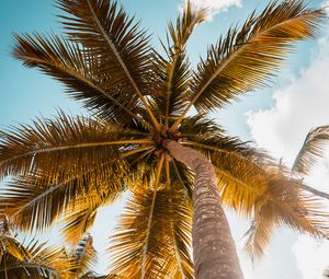 Preview wallpaper palm, tree, leaves, sky