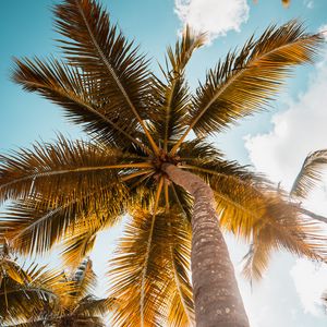 Preview wallpaper palm, tree, leaves, sky