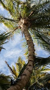 Preview wallpaper palm, tree, leaves, sky, clouds