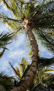 Preview wallpaper palm, tree, leaves, sky, clouds