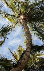 Preview wallpaper palm, tree, leaves, sky, clouds