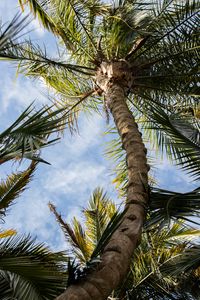 Preview wallpaper palm, tree, leaves, sky, clouds