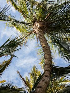 Preview wallpaper palm, tree, leaves, sky, clouds