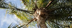 Preview wallpaper palm, tree, leaves, sky, clouds