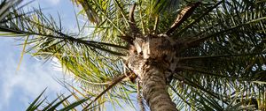 Preview wallpaper palm, tree, leaves, sky, clouds