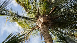 Preview wallpaper palm, tree, leaves, sky, clouds