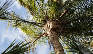 Preview wallpaper palm, tree, leaves, sky, clouds