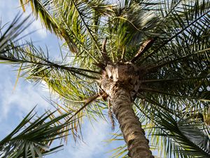 Preview wallpaper palm, tree, leaves, sky, clouds