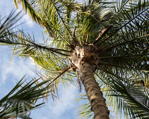 Preview wallpaper palm, tree, leaves, sky, clouds