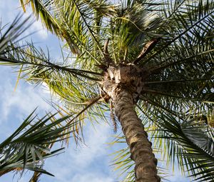 Preview wallpaper palm, tree, leaves, sky, clouds