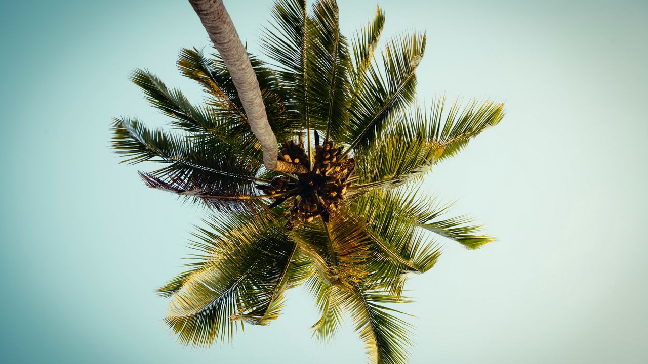 Wallpaper palm, tree, leaves, bottom view, tropic