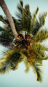 Preview wallpaper palm, tree, leaves, bottom view, tropic