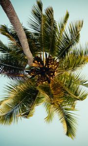 Preview wallpaper palm, tree, leaves, bottom view, tropic