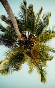 Preview wallpaper palm, tree, leaves, bottom view, tropic
