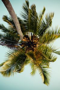 Preview wallpaper palm, tree, leaves, bottom view, tropic