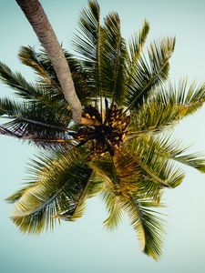 Preview wallpaper palm, tree, leaves, bottom view, tropic