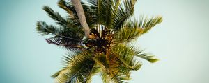 Preview wallpaper palm, tree, leaves, bottom view, tropic