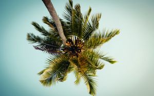 Preview wallpaper palm, tree, leaves, bottom view, tropic