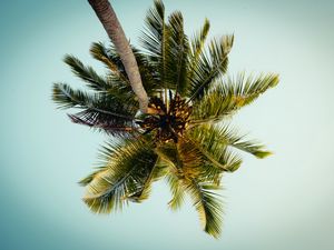 Preview wallpaper palm, tree, leaves, bottom view, tropic