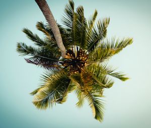 Preview wallpaper palm, tree, leaves, bottom view, tropic