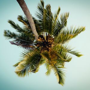 Preview wallpaper palm, tree, leaves, bottom view, tropic