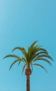 Preview wallpaper palm, tree, leaves, minimalism, tropics