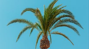 Preview wallpaper palm, tree, leaves, minimalism, tropics