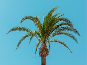 Preview wallpaper palm, tree, leaves, minimalism, tropics