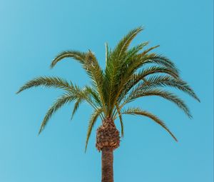 Preview wallpaper palm, tree, leaves, minimalism, tropics