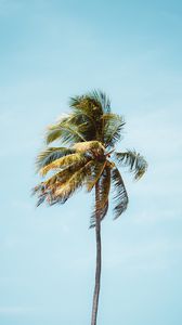 Preview wallpaper palm, tree, leaves, tropics, minimalism