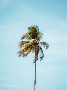 Preview wallpaper palm, tree, leaves, tropics, minimalism