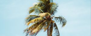 Preview wallpaper palm, tree, leaves, tropics, minimalism