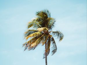 Preview wallpaper palm, tree, leaves, tropics, minimalism