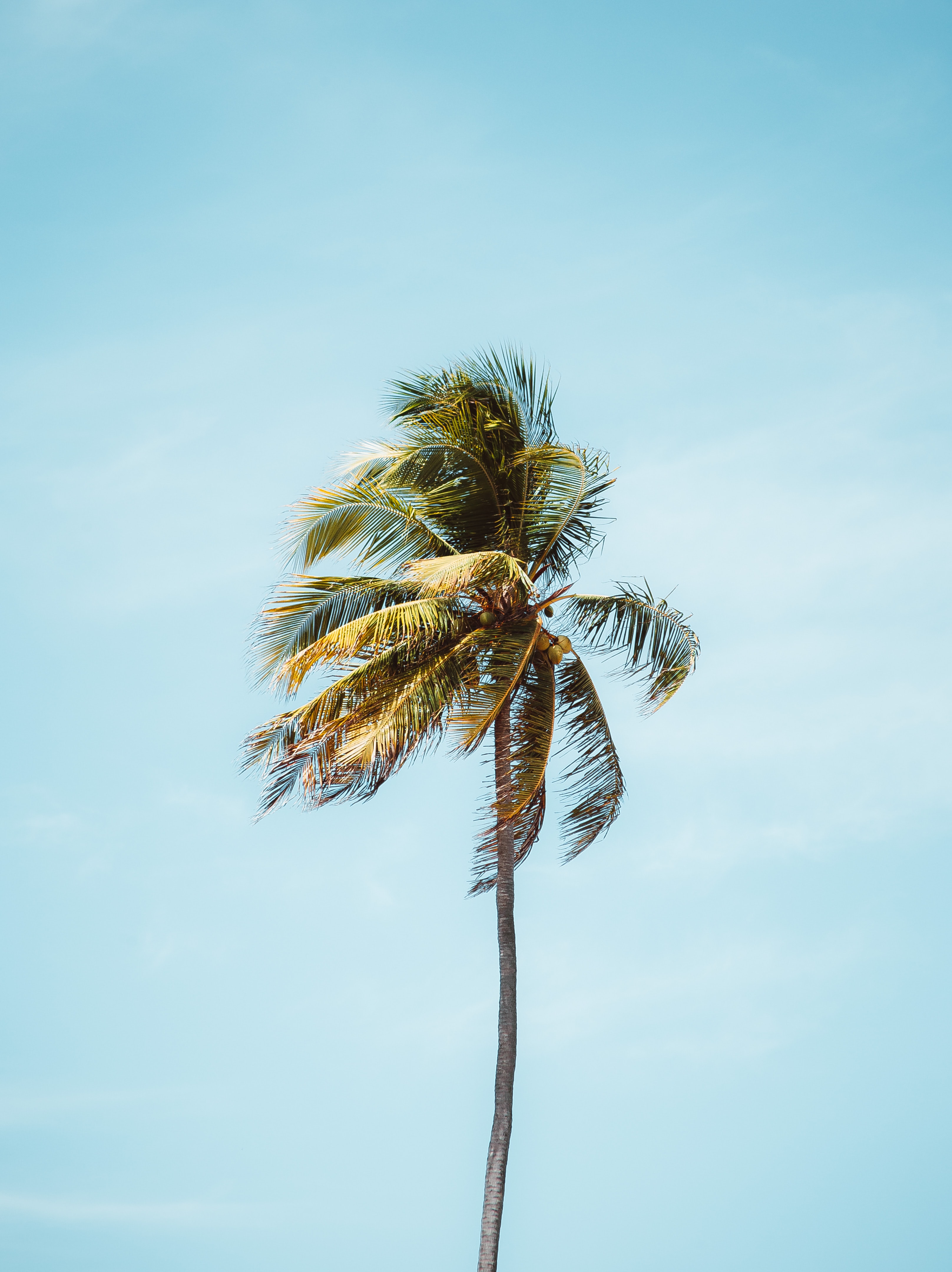 Download wallpaper 3233x4319 palm, tree, leaves, tropics, minimalism hd