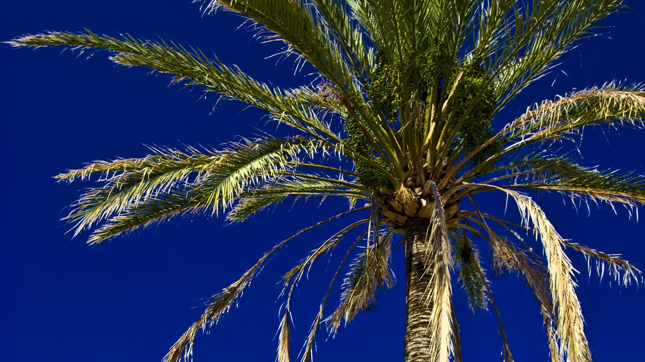 Wallpaper palm, tree, leaves, sky, tropics