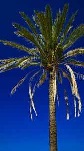 Preview wallpaper palm, tree, leaves, sky, tropics
