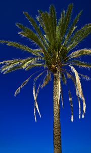 Preview wallpaper palm, tree, leaves, sky, tropics