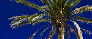 Preview wallpaper palm, tree, leaves, sky, tropics