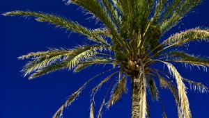 Preview wallpaper palm, tree, leaves, sky, tropics