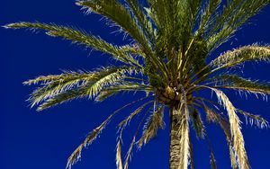 Preview wallpaper palm, tree, leaves, sky, tropics