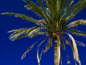 Preview wallpaper palm, tree, leaves, sky, tropics