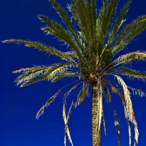 Preview wallpaper palm, tree, leaves, sky, tropics