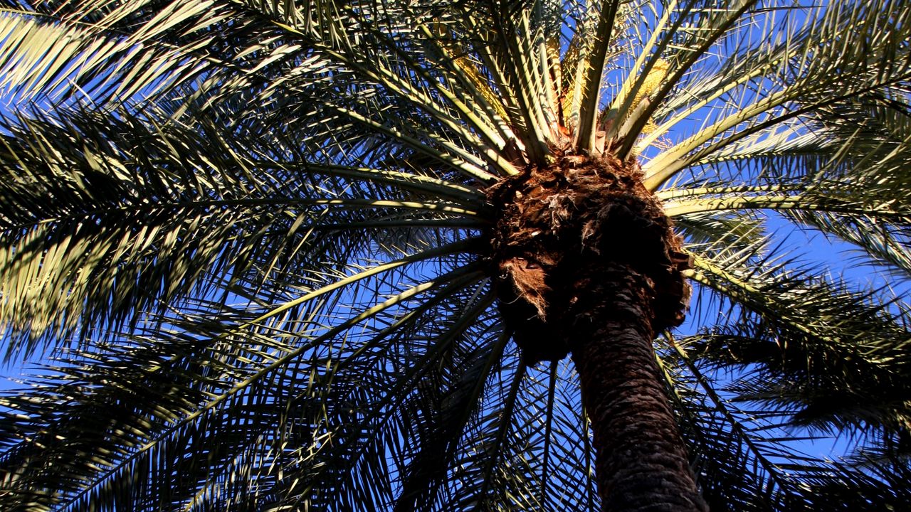 Wallpaper palm, tree, leaves, bottom view