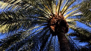 Preview wallpaper palm, tree, leaves, bottom view