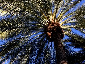 Preview wallpaper palm, tree, leaves, bottom view