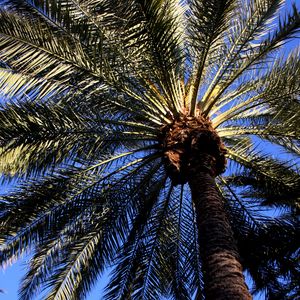 Preview wallpaper palm, tree, leaves, bottom view