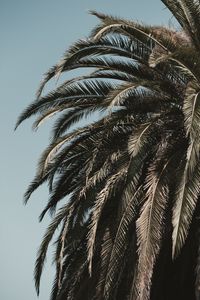 Preview wallpaper palm tree, leaves, branches, sky, tropics, vegetation, tree