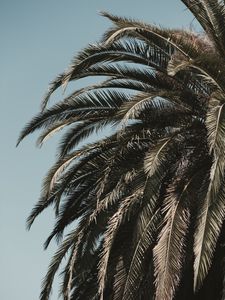 Preview wallpaper palm tree, leaves, branches, sky, tropics, vegetation, tree